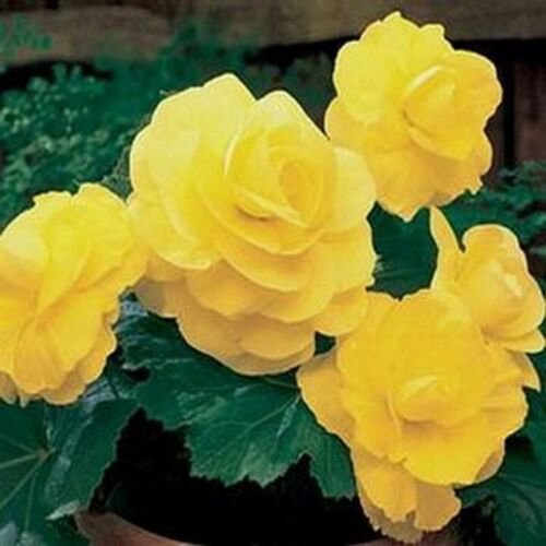 25 Seeds Begonia- Salmon