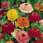 100 Seeds Zinnia- Scabiosa