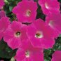 25 Seeds Petunia- Multiflora-Rose