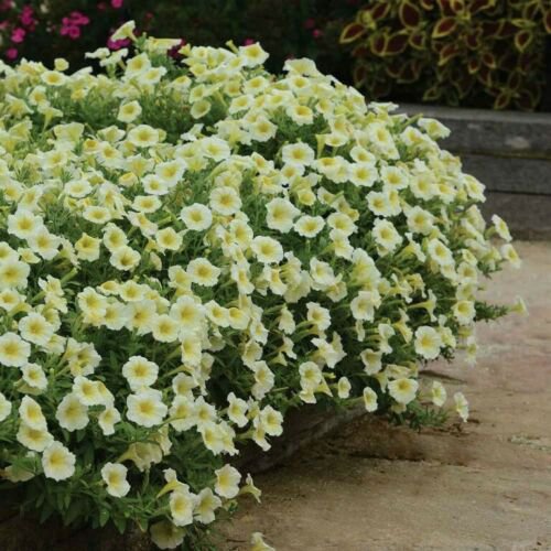25 Seeds Petunia- Grandiflora-Yellow
