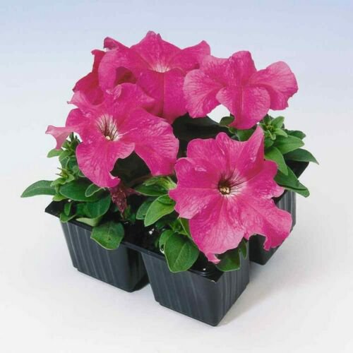 25 Seeds Petunia- Grandiflora- Pink