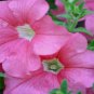 25 Seeds Petunia- Grandiflora- Pink