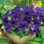 25 Seeds Petunia- Grandiflora- Blue