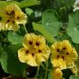 15 Seeds Nasturtium- Peach Melba