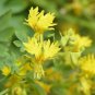 10 Seeds Nasturtium- Canary Creeper