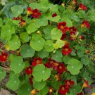 15 Seeds Nasturtium- Scarlet