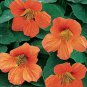 15 Seeds Nasturtium- Vesuvius