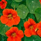 15 Seeds Nasturtium- Orange