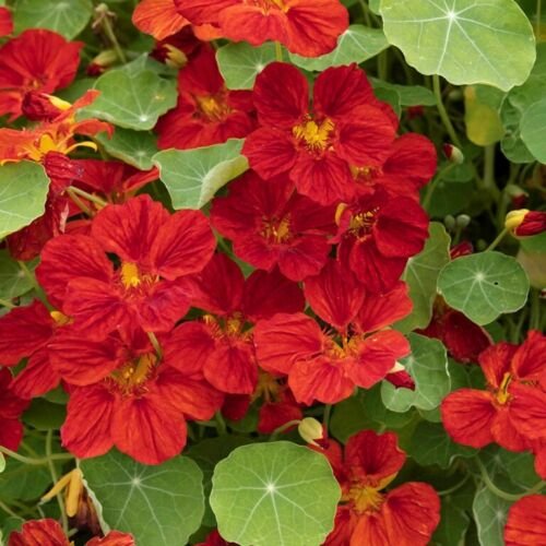 15 Seeds Nasturtium- Mahogany