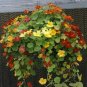 50 Seeds Nasturtium- Jewels mix