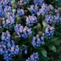 15 Seeds Prunella- Blue