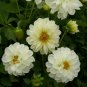 15 Seeds Dahlia- Opera- white