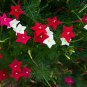 10 Seeds Cypress Vine- Mix