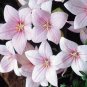 25 Seeds Balloon flower- Platycodon Grandiflorus- Rose/Pink