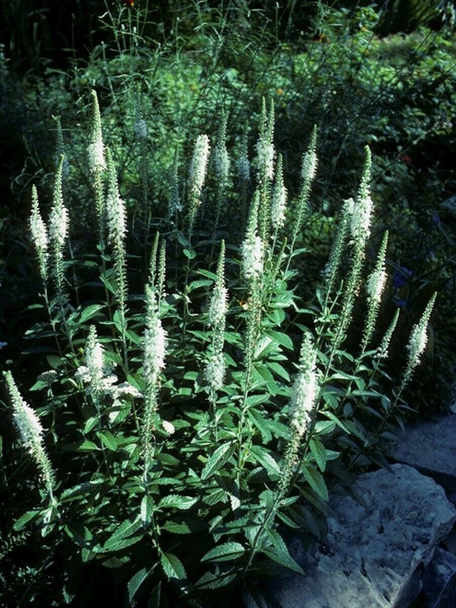 50 Seeds Culver's Root
