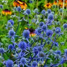 20 Seeds Sea Holly- Alpinum