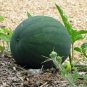 250 Seeds Watermelon- Sugar Baby