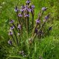 2000 Seeds Verbena- Blue Vervain- Hastata
