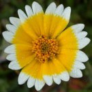 1000 seeds Tidy Tips- Layia Platyglossa