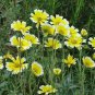 1000 seeds Tidy Tips- Layia Platyglossa