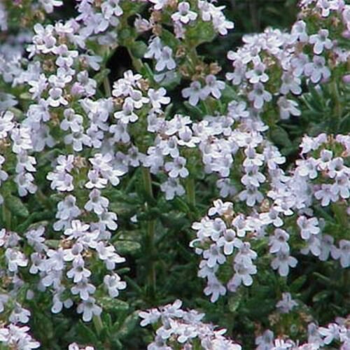 5000 Seeds Thyme- English- Vulgaris