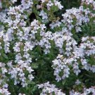 5000 Seeds Thyme- English- Vulgaris