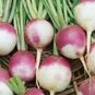 2000 Seeds Turnip- Purple top/White Globe