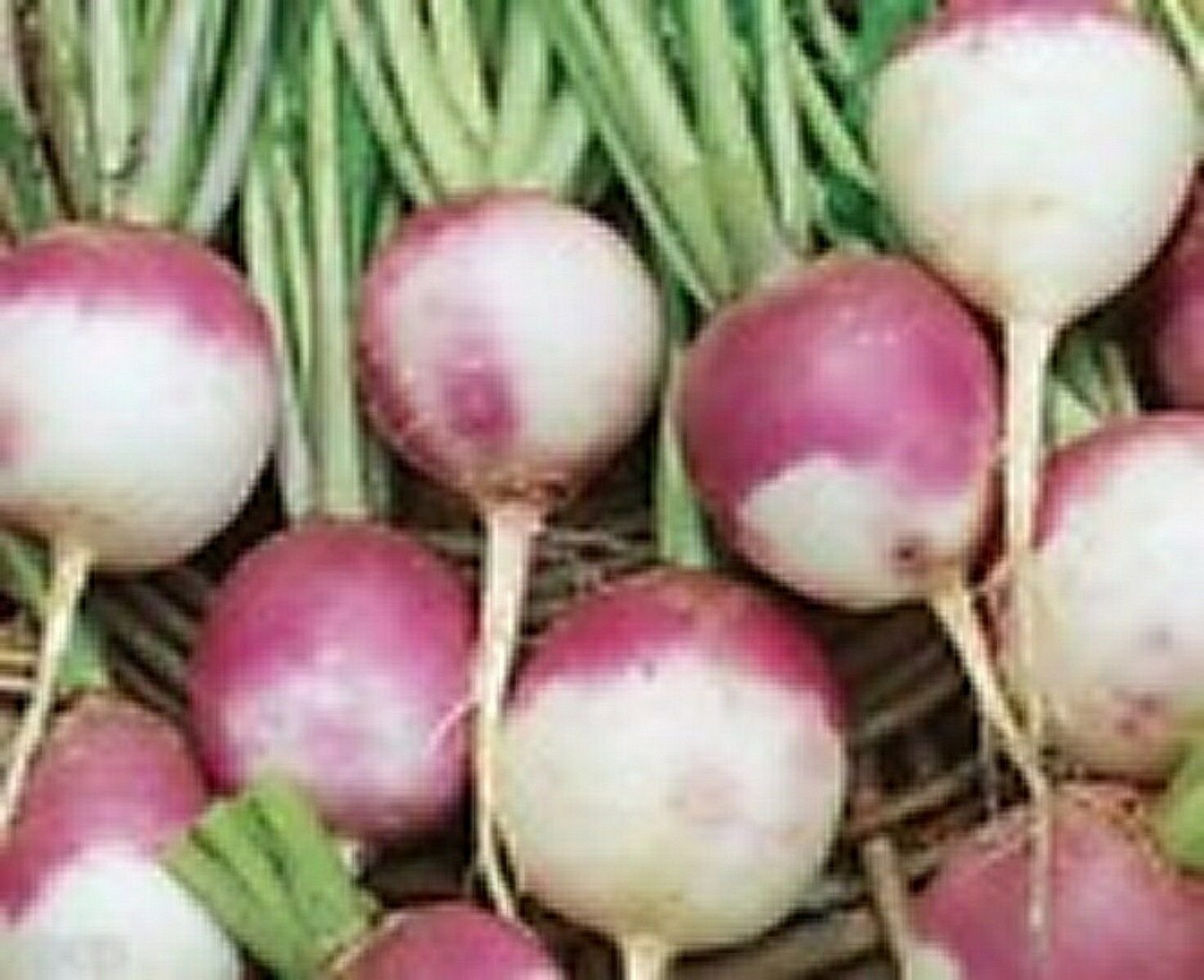 1000 Seeds Turnip- Purple top/White Globe
