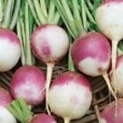 1000 Seeds Turnip- Purple top/White Globe
