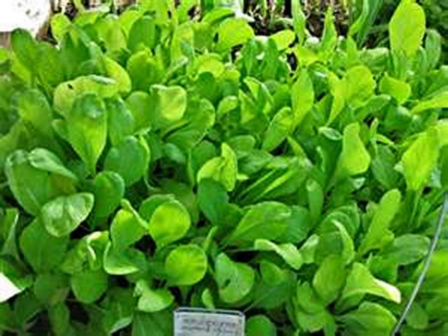 1000 Seeds Spinach- Mustard- Tenderleaf
