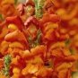 2000 Seeds Snapdragon- Orange Wonder