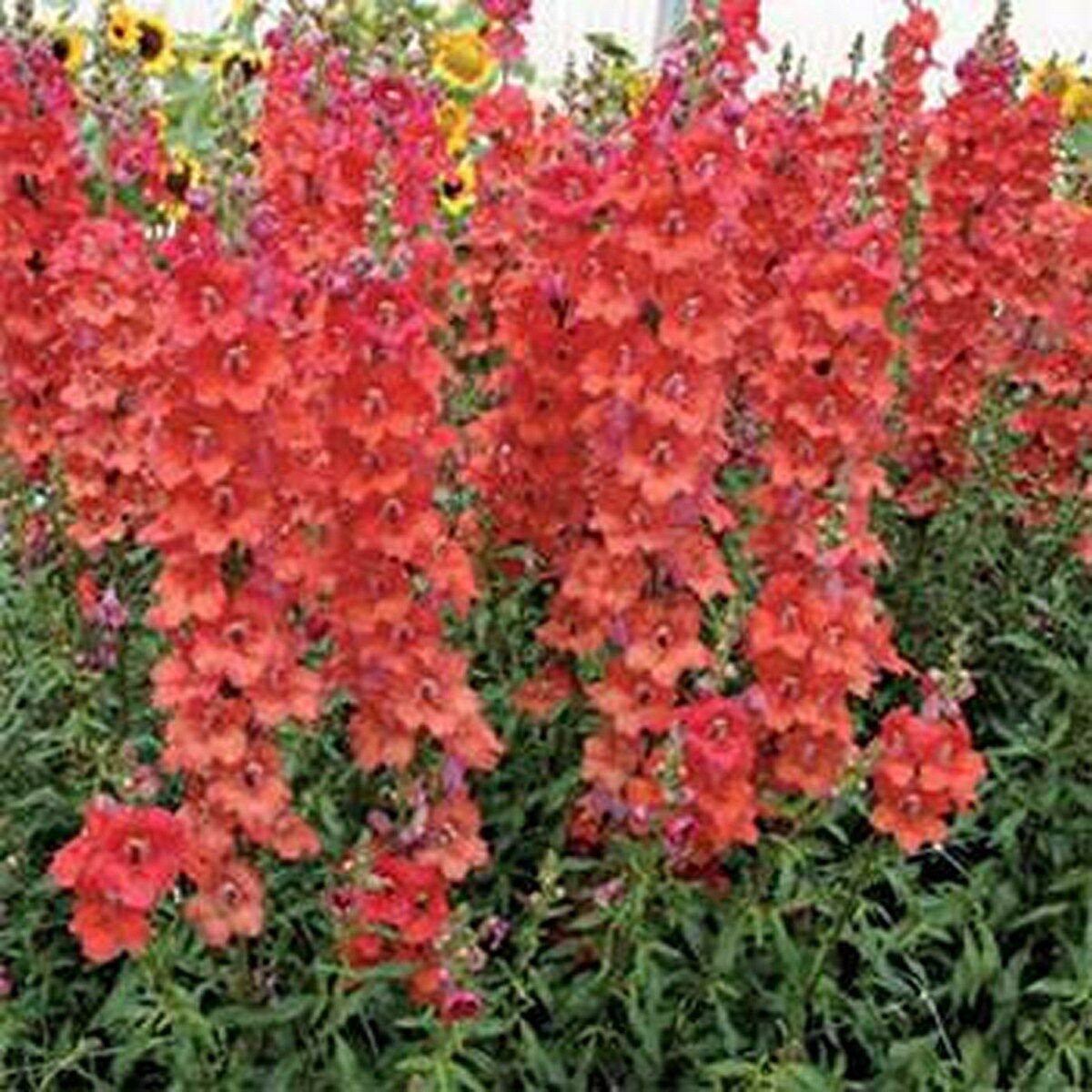 1000 Seeds Snapdragon- Orange Wonder