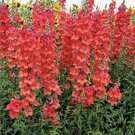 1000 Seeds Snapdragon- Orange Wonder