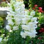 1000 Seeds Snapdragon- Snowflake