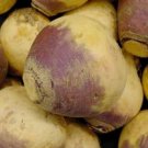 4000 Seeds Rutabaga- Purple Top