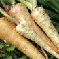 1000 Seeds Parsnip- Hollow Crown