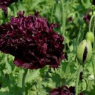 500 Seeds Poppy- Double Black