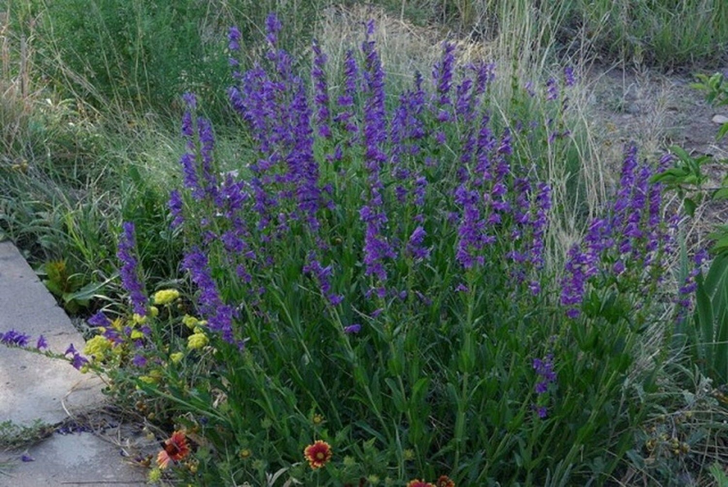 1000 Seeds Penstemon- Rocky Mountain