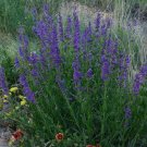 1000 Seeds Penstemon- Rocky Mountain