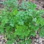 4000 Seeds Parsley- Italian Flat