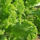 2000 Seeds Mustard- Southern Giant