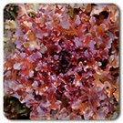 1000 Seeds Lettuce- Red Salad