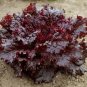 1000 Seeds Lettuce- Red Salad