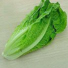 1000 Seeds Lettuce- Romaine- Parris Island
