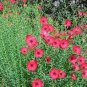4000 seeds Flax- Scarlet- Linum Rubrum