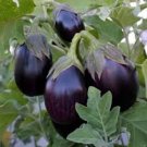500 Seeds Eggplant- Black Beauty