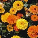 1000 Seeds Calendula Pot Marigold- Mix colors