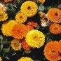 1000 Seeds Calendula Pot Marigold- Mix colors