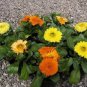 1000 Seeds Calendula Pot Marigold- Mix colors