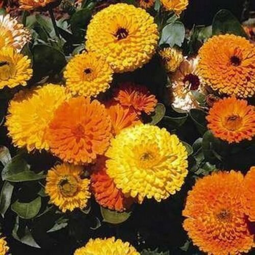500 Seeds Calendula Pot Marigold- Mix colors